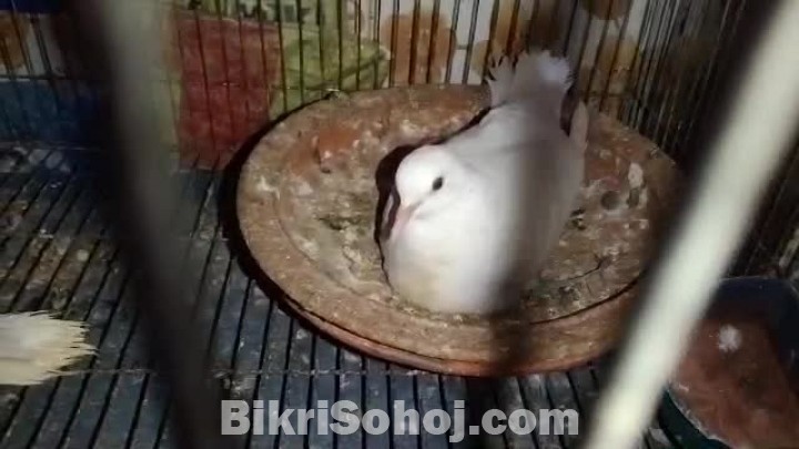 Austrilian white Dove